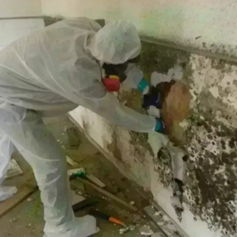 Mold Remediation and Removal in Lebanon, TN